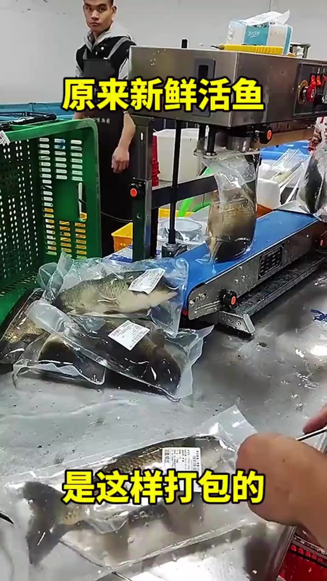 原来新鲜活鱼，是这样打包的