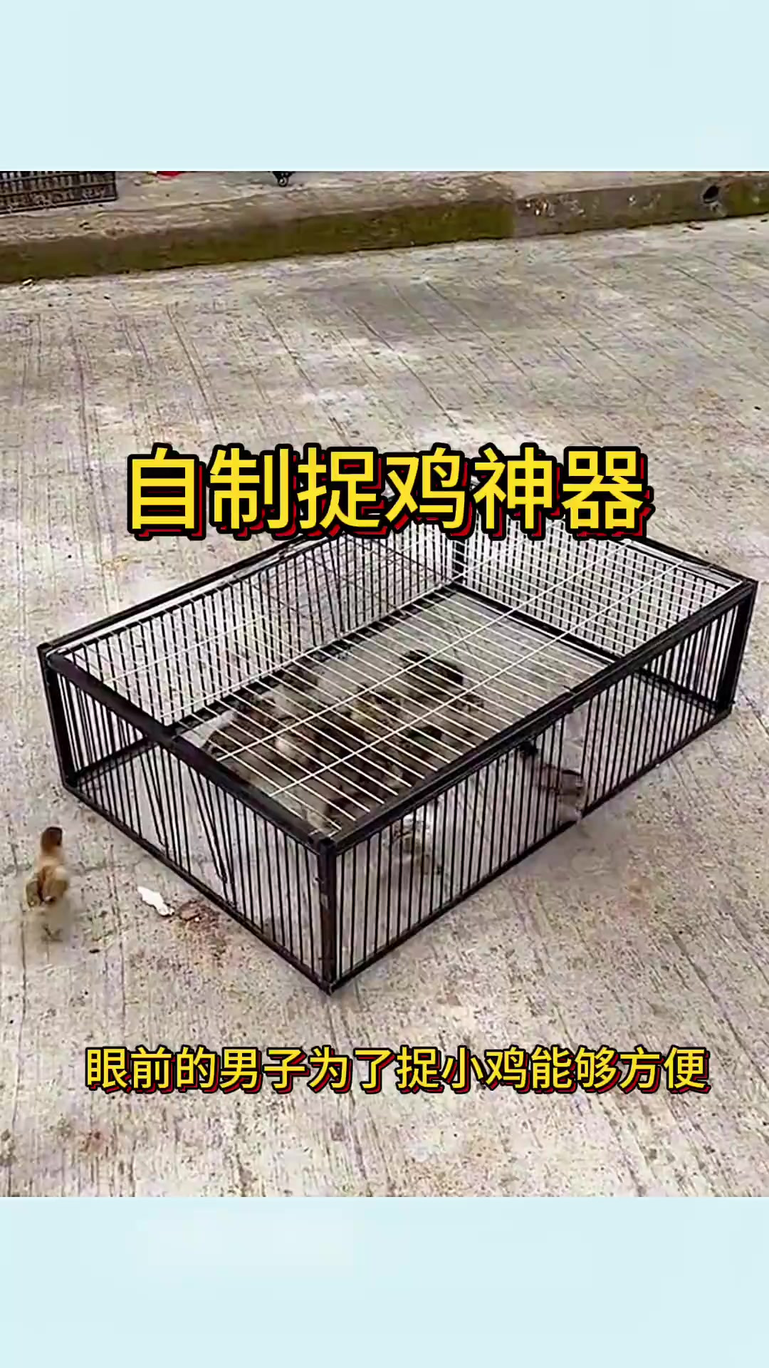 男子自制捉鸡神器,效果太好了