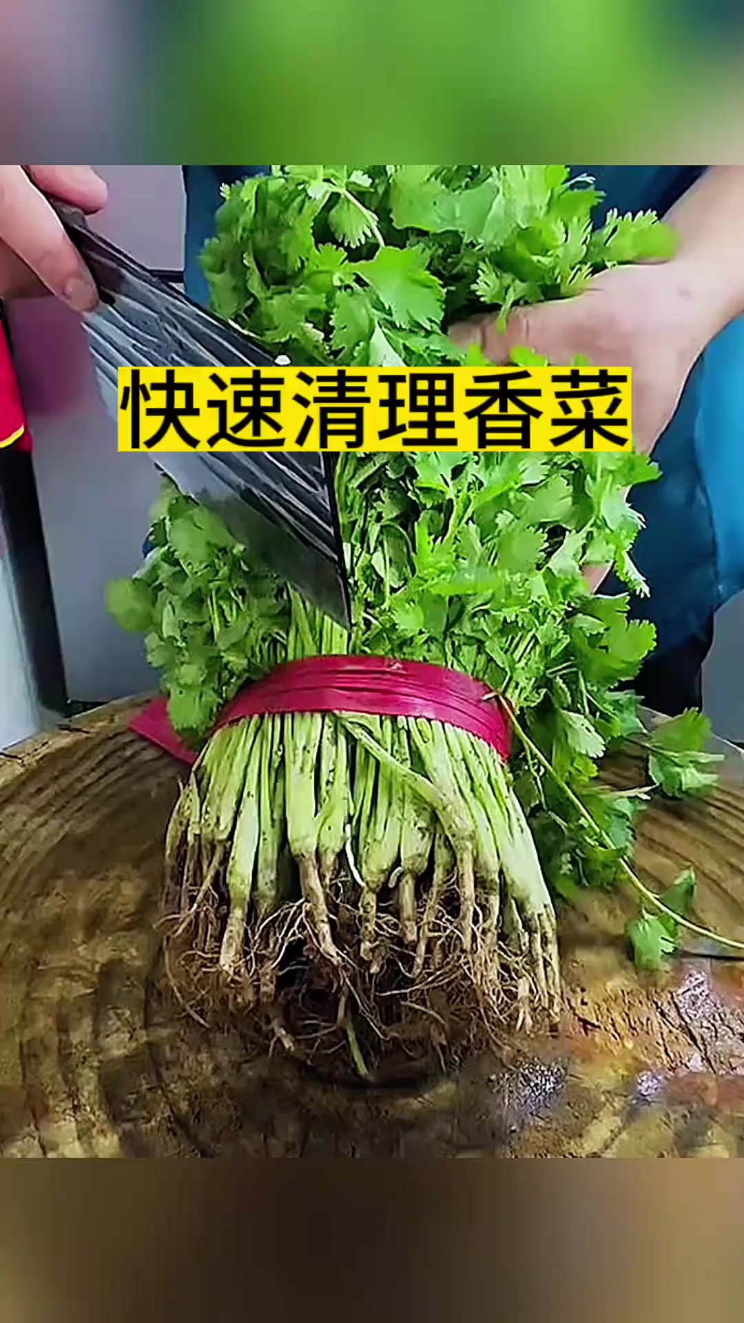 快速清理香菜,特别的轻松 (1)
