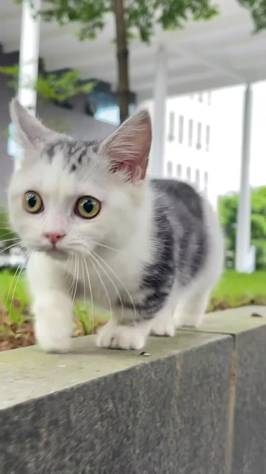 呆萌小猫侧颜杀