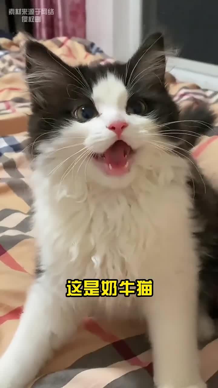 猫咪冷门品种大全,你都知道哪些?