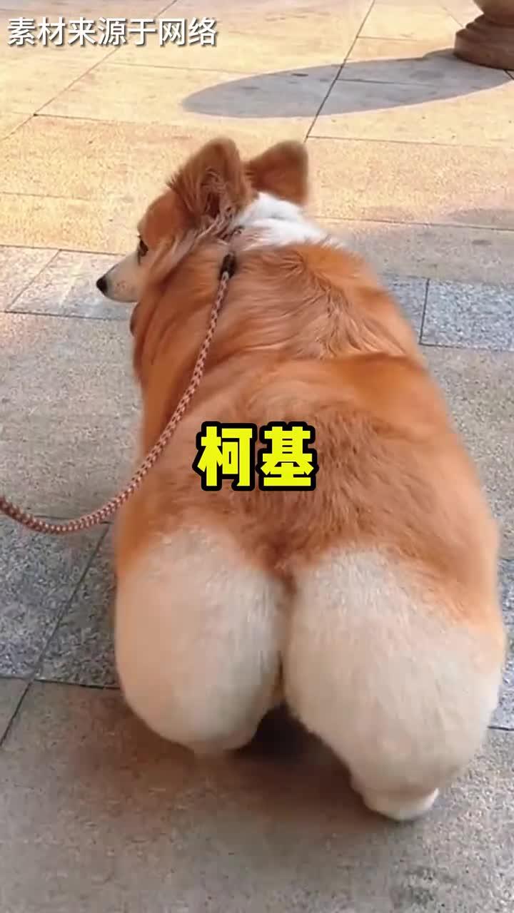 狗狗品种大全 你还知道哪些?