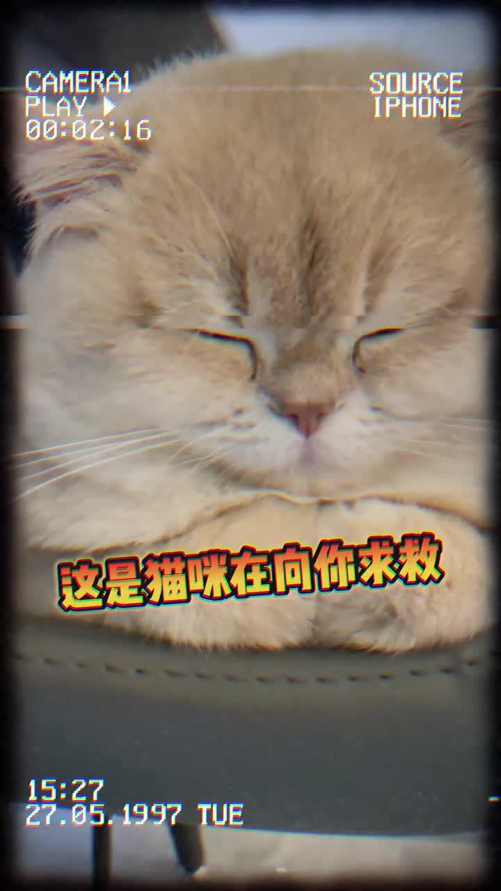 猫生病时,会释放的5个求救信号