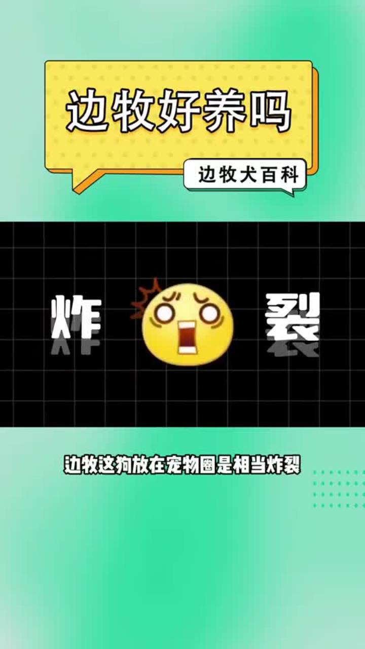 边牧好养吗?总体来说还行,但你要做好心理准备