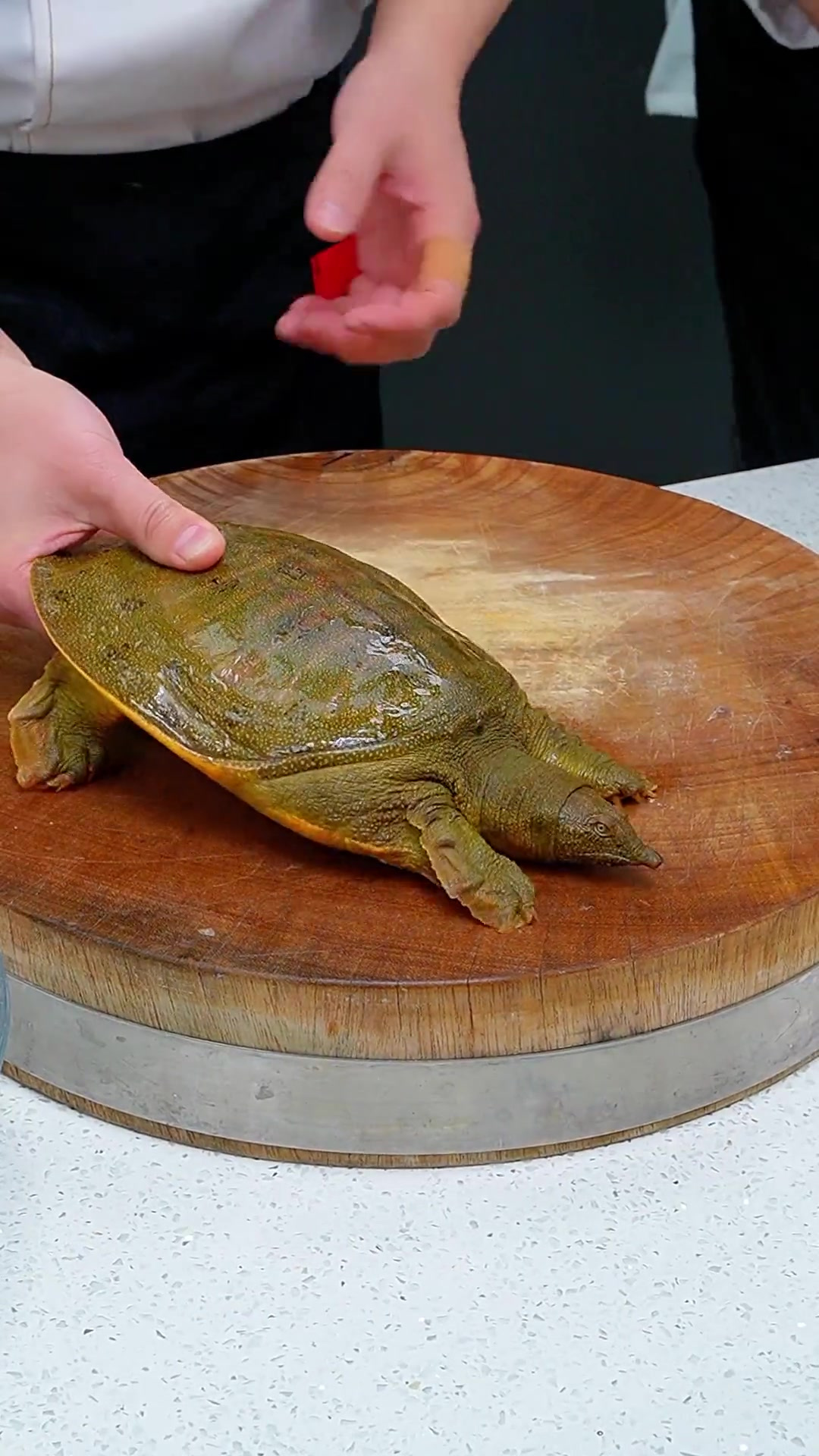 黄焖甲鱼的简单做法,软烂入味,酱香浓郁