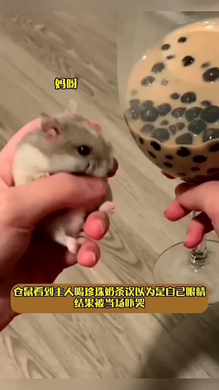 仓鼠看到主人喝奶茶以为是自己的眼睛，被当场吓哭