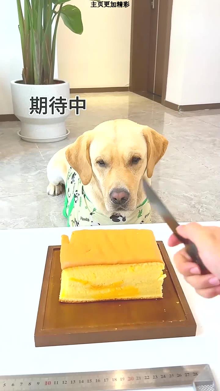 狗子:有这么分的吗,一点都不公平