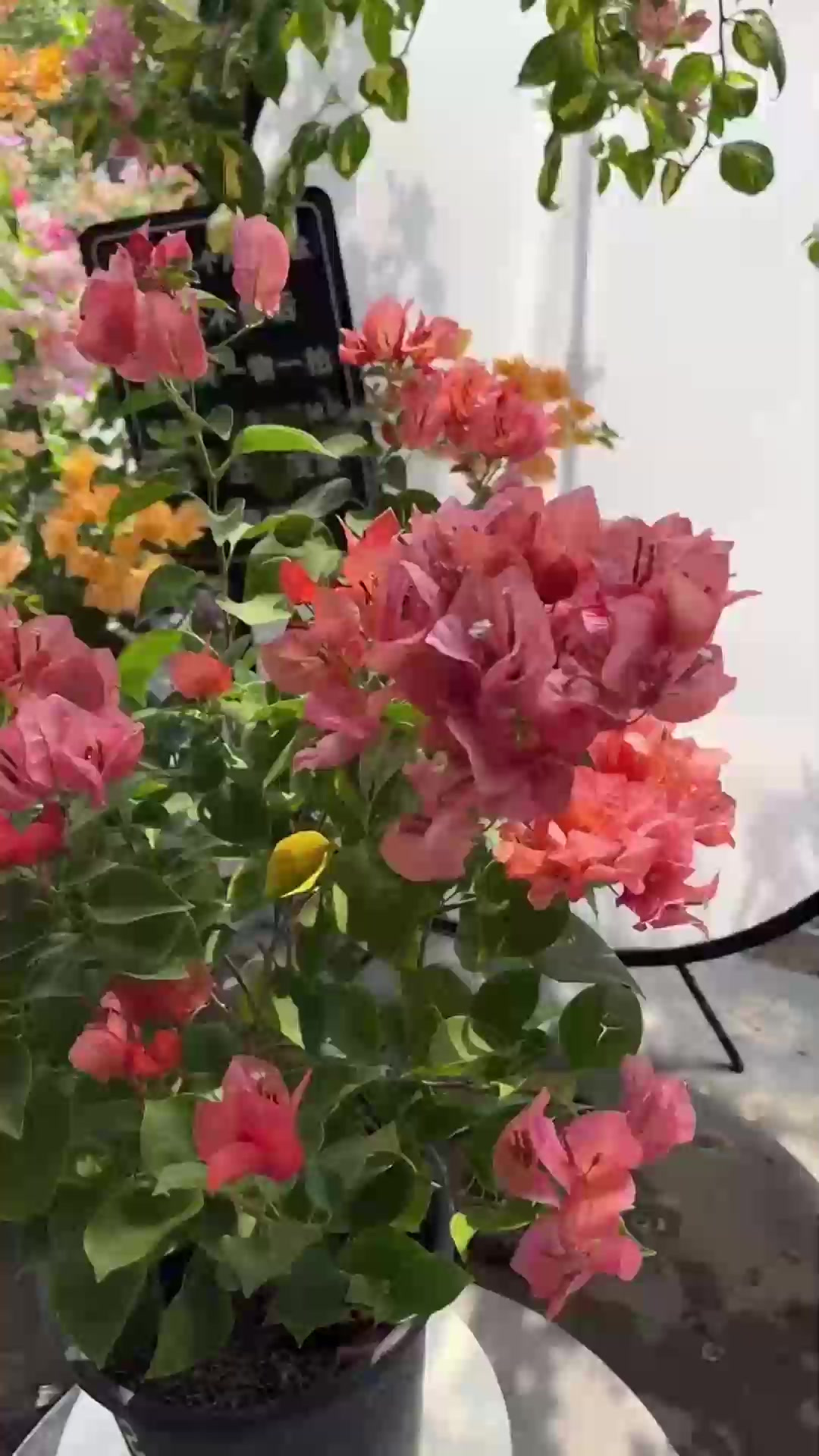 养好酒杯玫瑰,要避开它的三怕