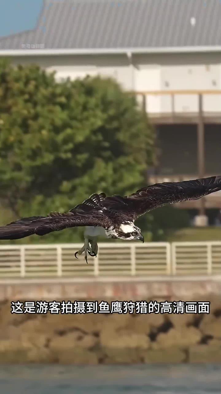 自然界中的猛禽鱼鹰仅需几秒捕捉猎物
