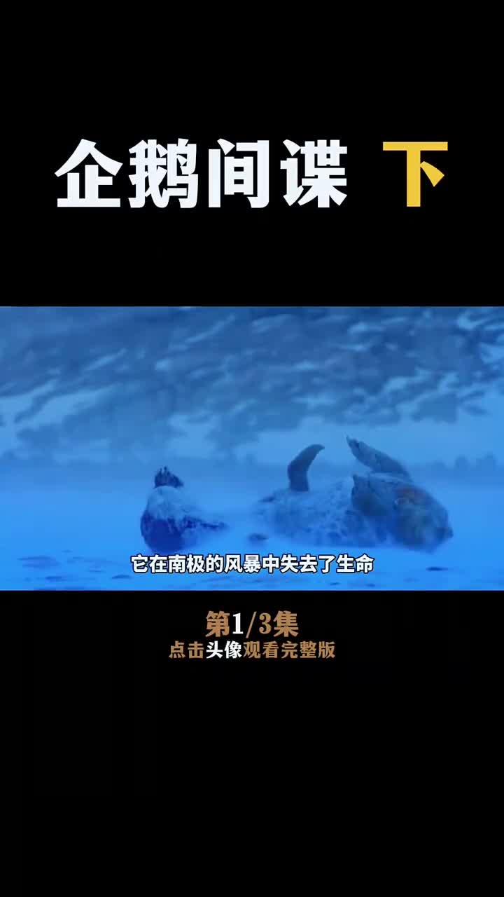企鹅幼崽在寒冷中受困，自然之力展现生命的脆弱