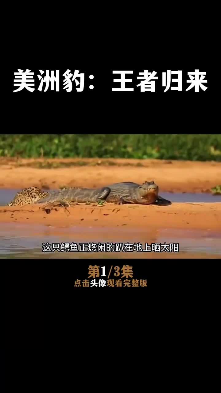 美洲豹勇闯水域，巧妙捕捉鳄鱼的精彩瞬间