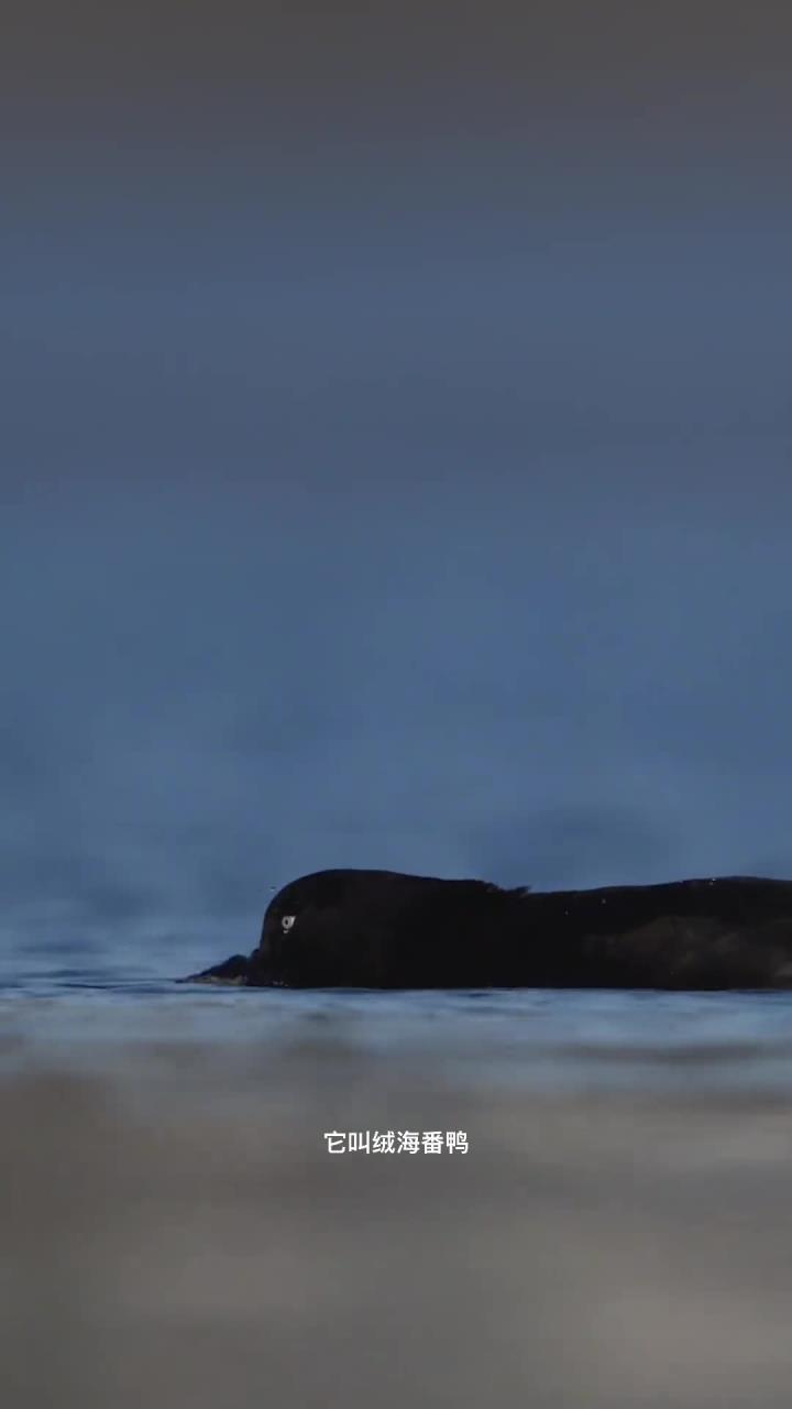 神秘珍稀的绒海番鸭探秘