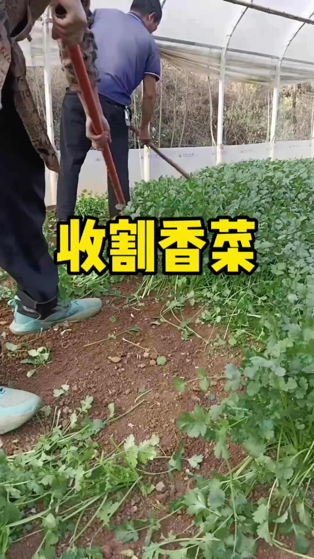 原来这就是香菜的收割场景啊