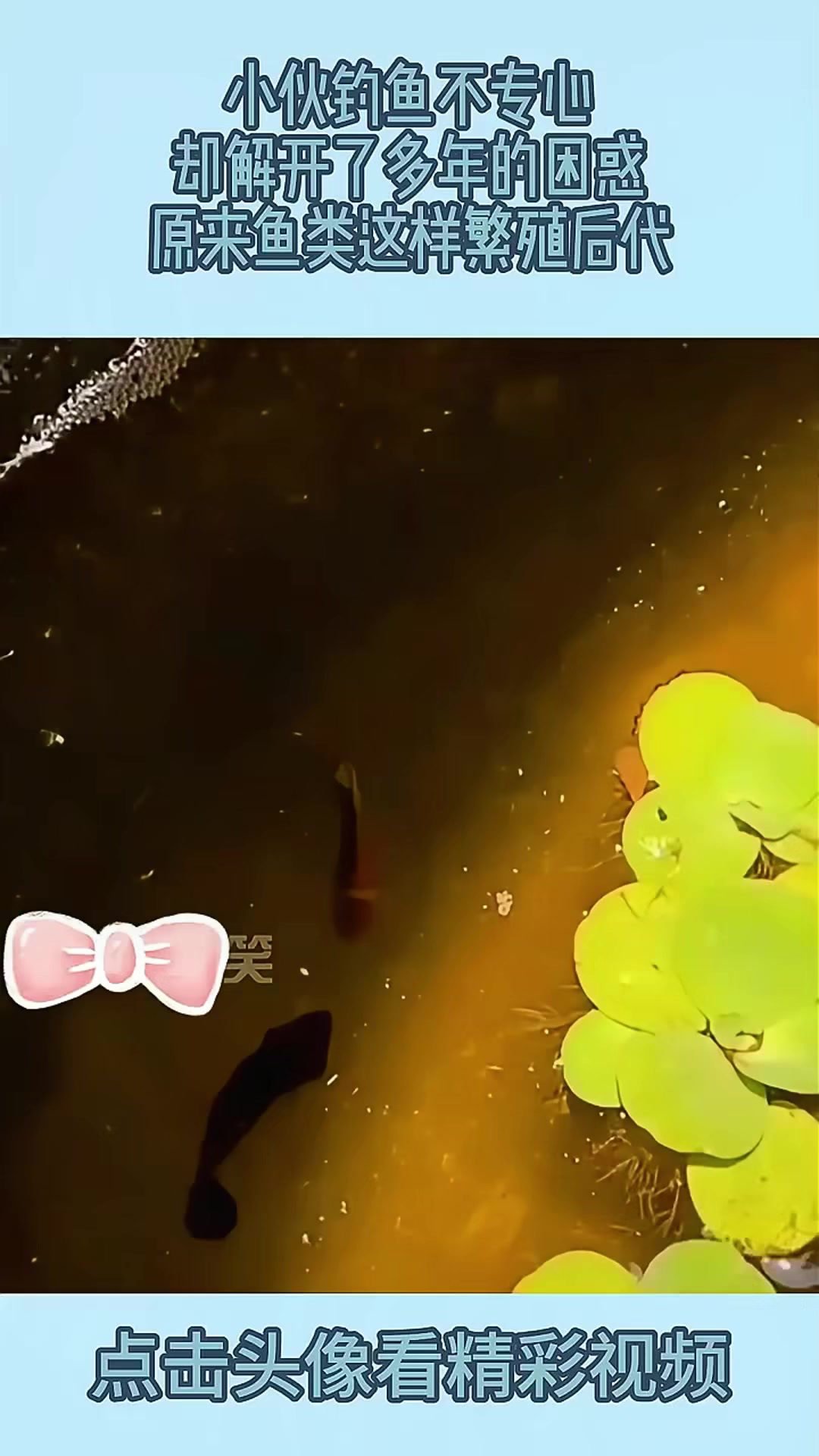 小伙钓鱼不专心，却解开了多年的困惑，原来鱼类这样繁殖后代