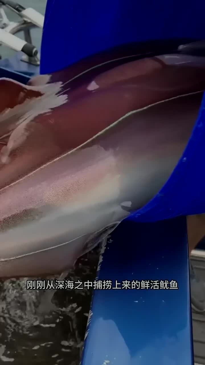 户外海钓:渔民将刚刚捕捞上来的鲜活鱿鱼挂上鱼钩钓获巨型gt