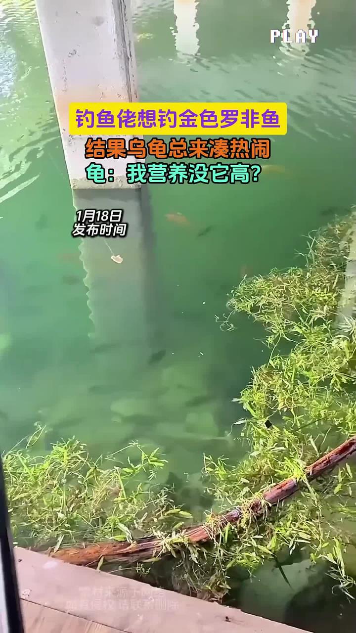 钓鱼佬想钓金色罗非鱼,结果乌龟总来凑热闹,龟:我营养没它高?