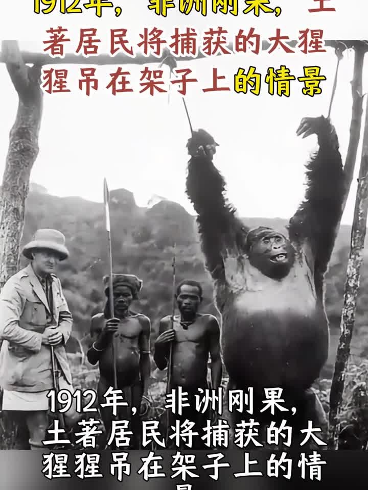 1912年,非洲刚果,土著居民将捕获的大猩猩吊在架子上的情景