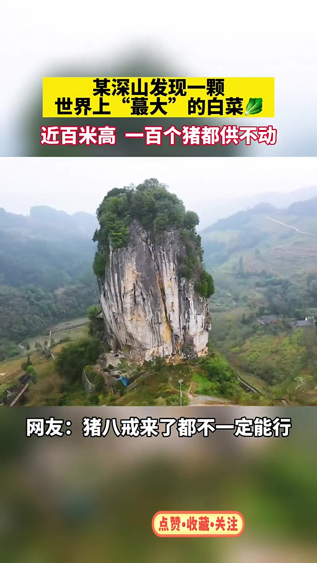 贵州深山发现一颗世界上蕞大的白菜、猪八戒来了估计都供不动!