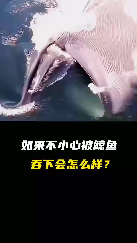 每日科普：果你不小心被鲸鱼吞下，将会发生什么