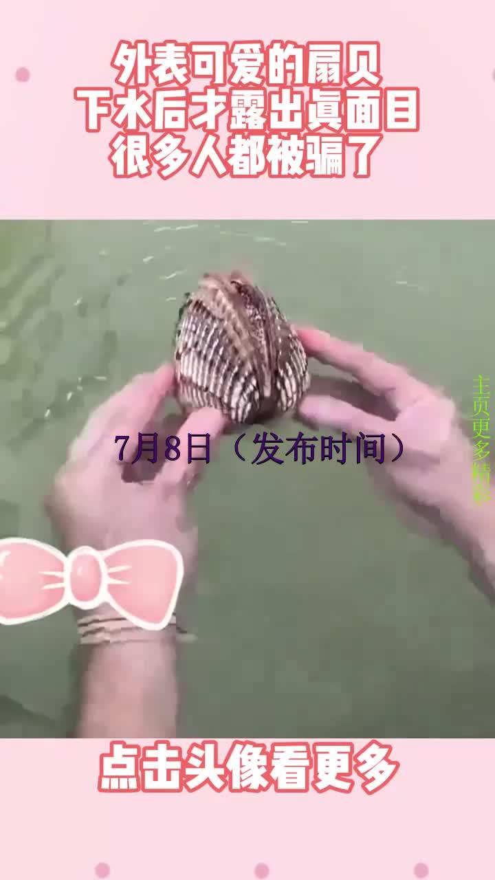 外表可爱的扇贝，下水后才露出真面目，很多人都被骗了