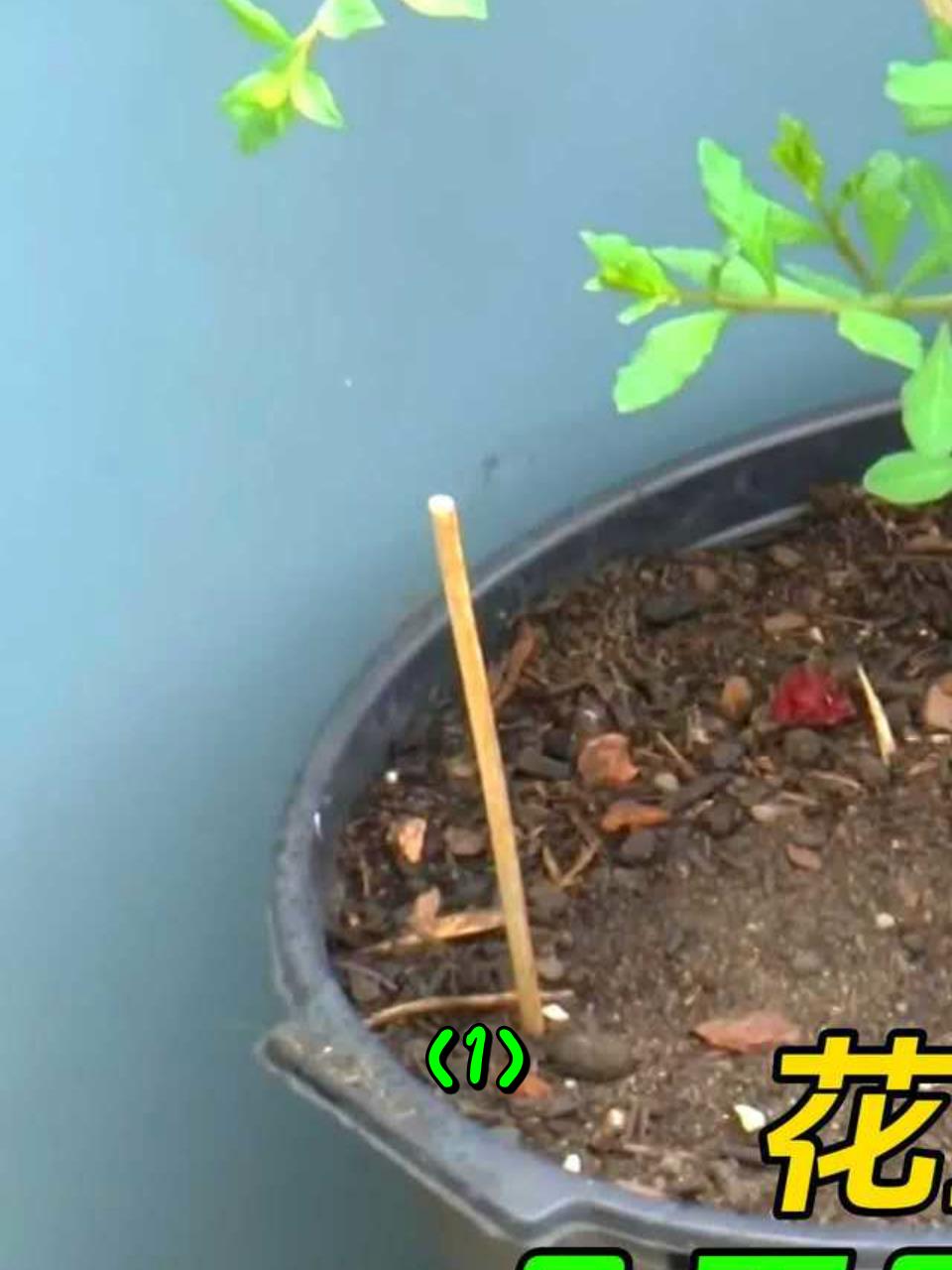 花盆里意外出现3枚蛋,几天后孵化出奇特小鸟,长大后特别美丽1