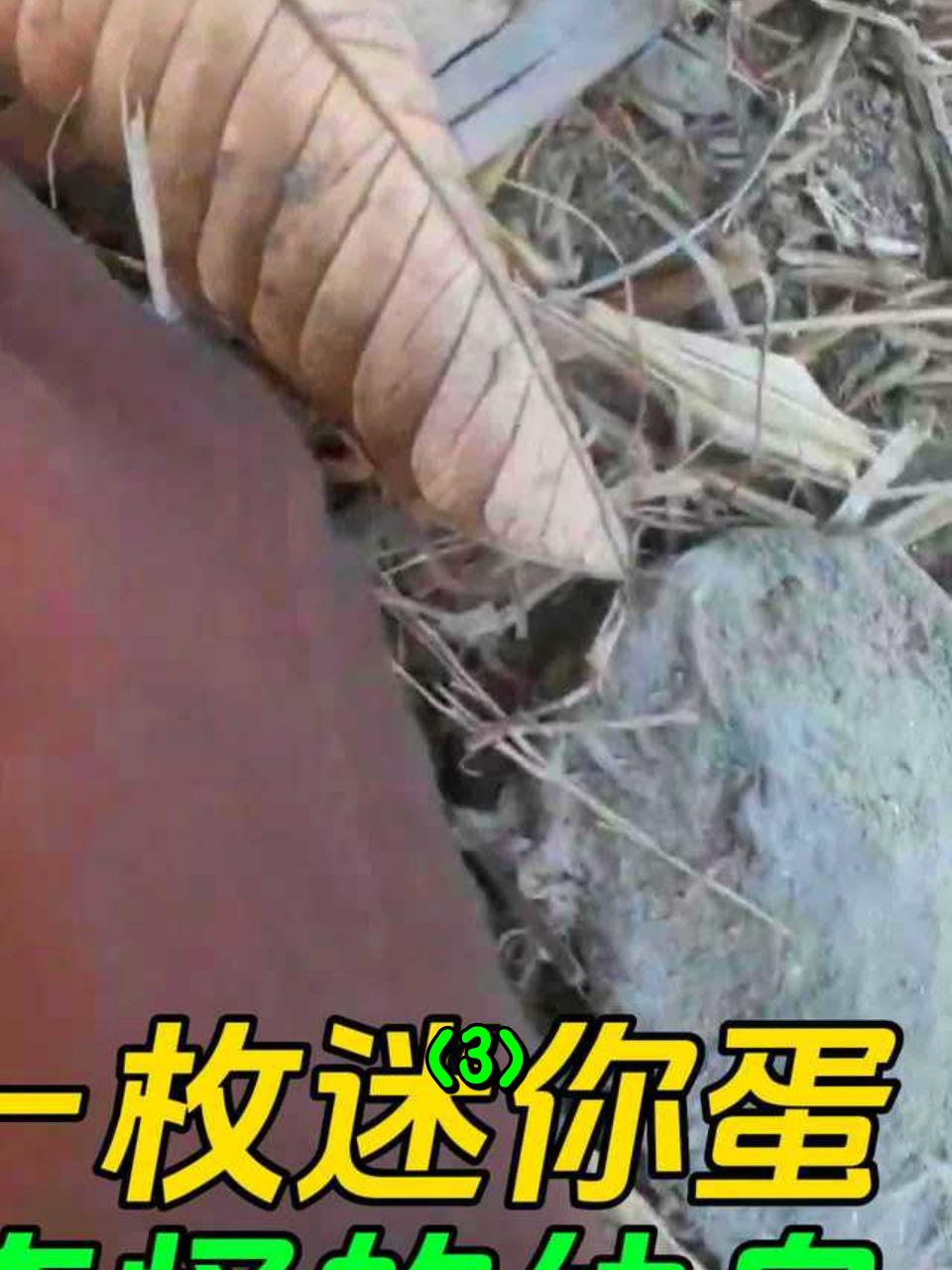 在鸭场发现一颗迷你蛋,几天后孵化出奇特的小鸟,十分聪明3