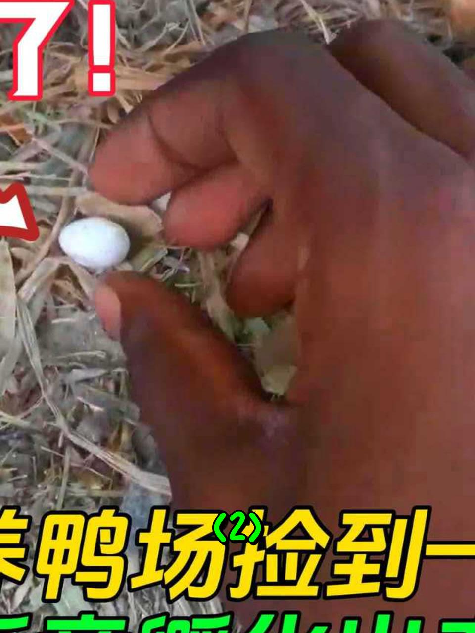 在鸭场发现一颗迷你蛋,几天后孵化出奇特的小鸟,十分聪明2