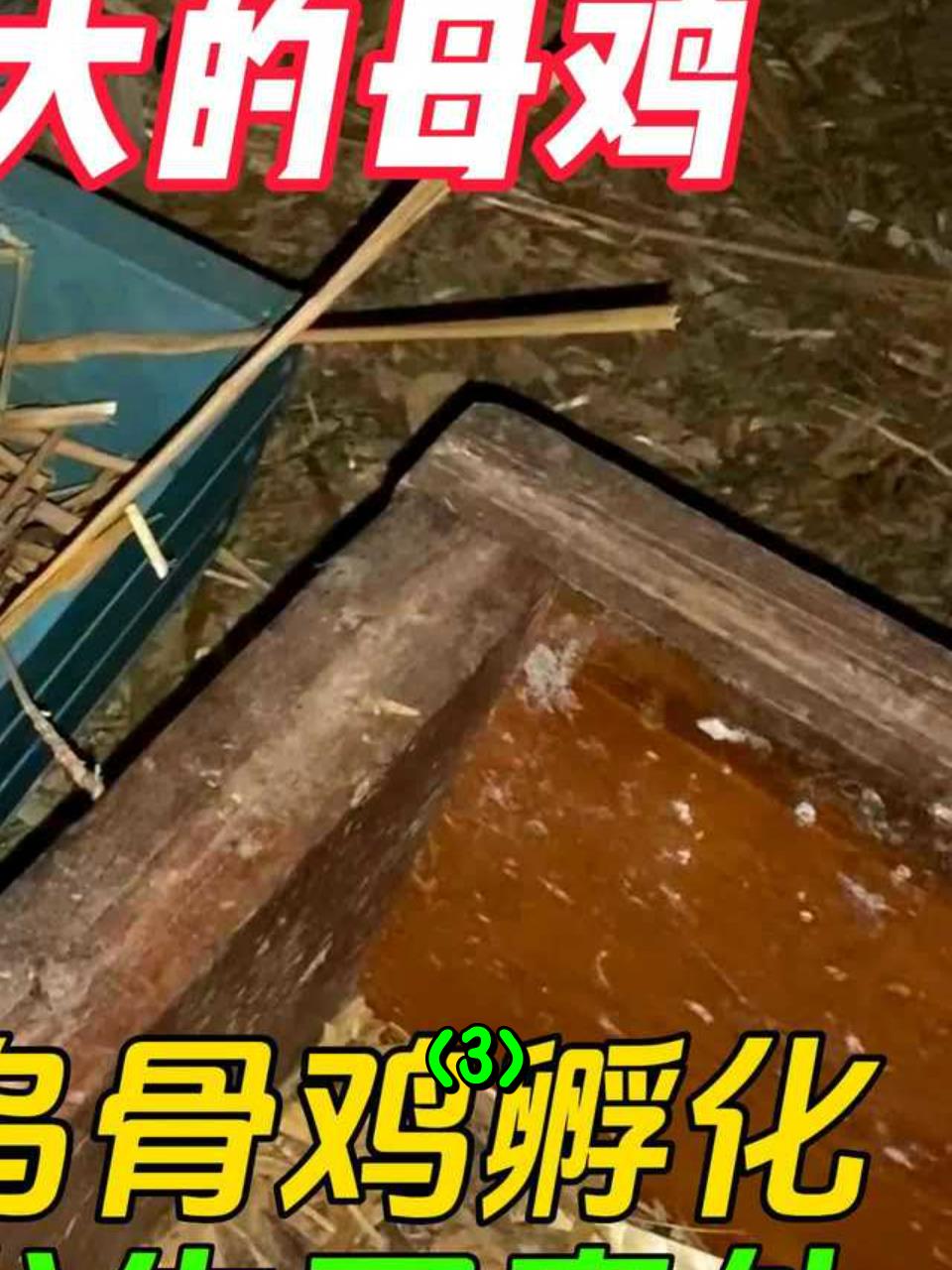 把农场的蛋交给乌骨鸡孵化,几天后意外发生