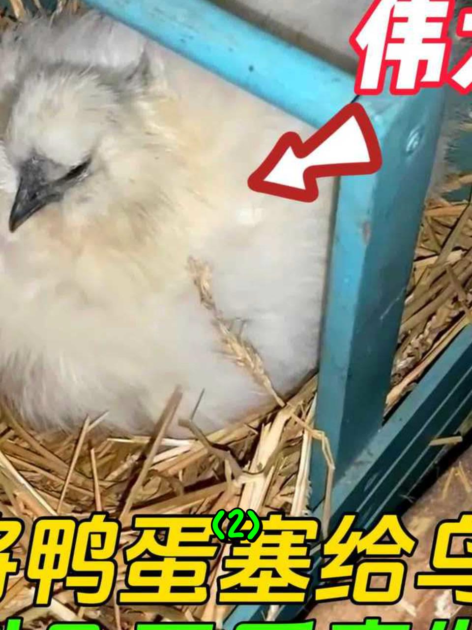 把农场的蛋交给乌骨鸡孵化,几天后意外发生
