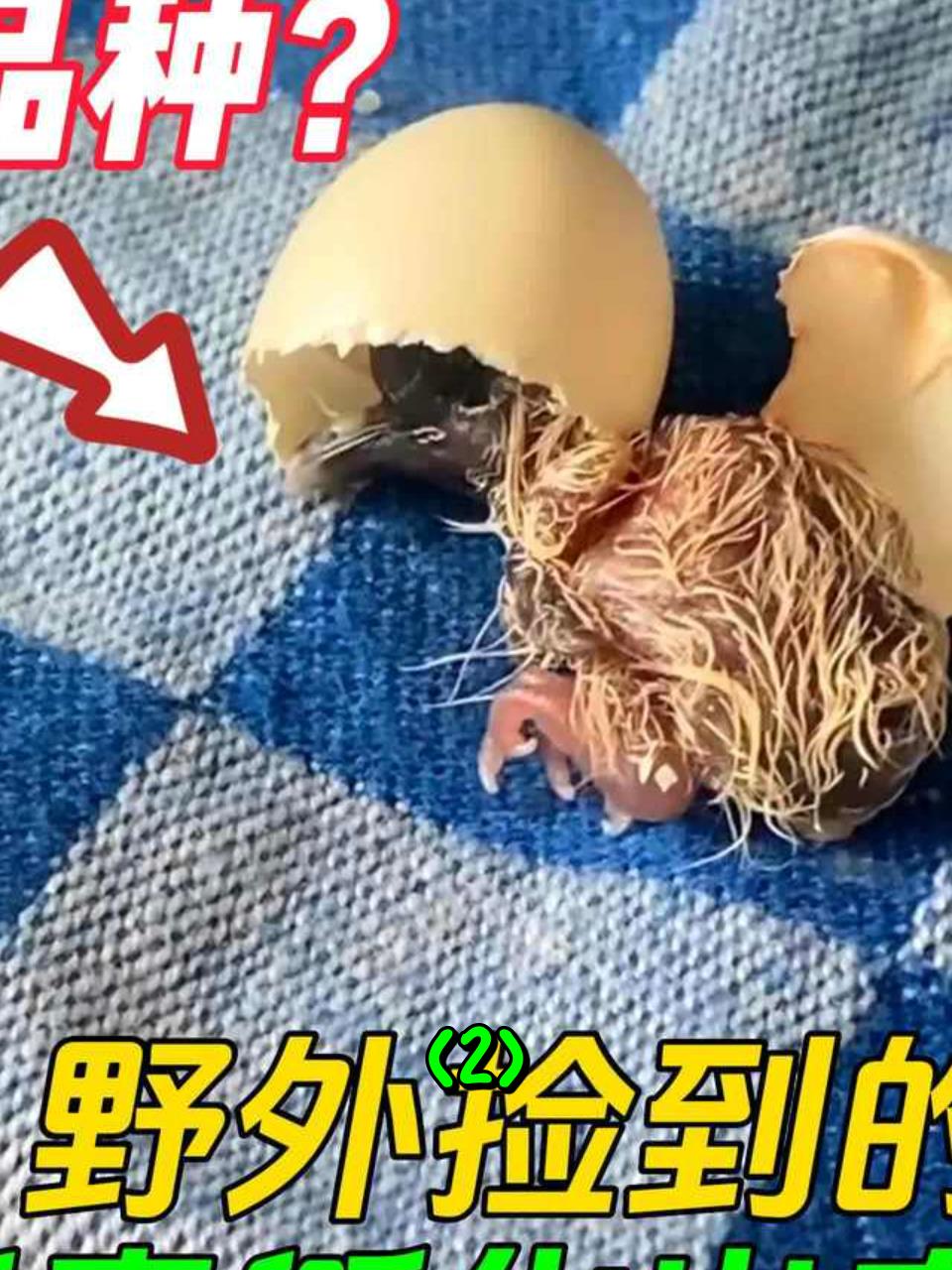 在野外捡到一个超小鸟蛋,几天后孵化出奇特幼鸟,长大后特别萌2