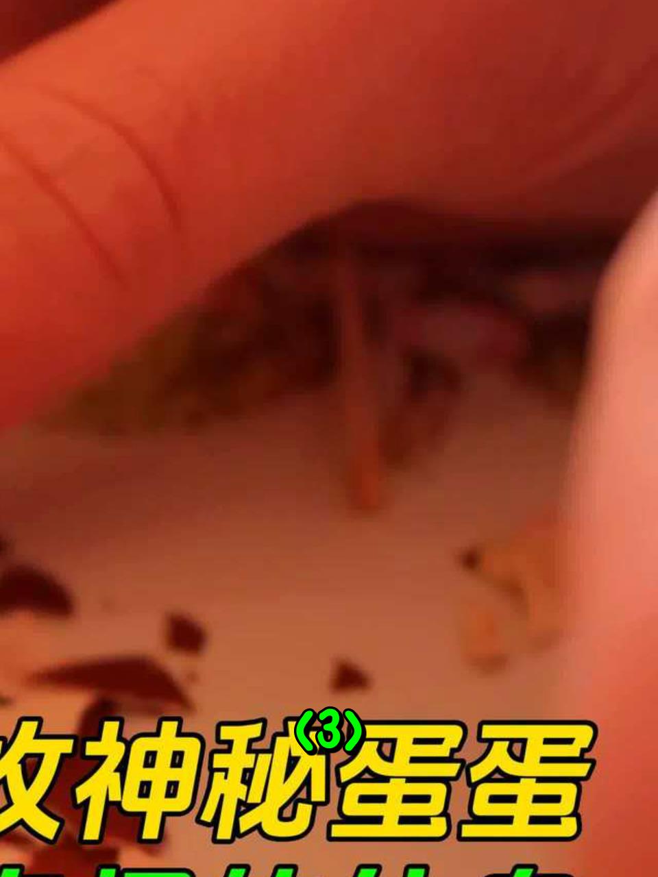 在海滩发现一个红色蛋,几天后竟孵出了奇特又可爱的幼鸟3