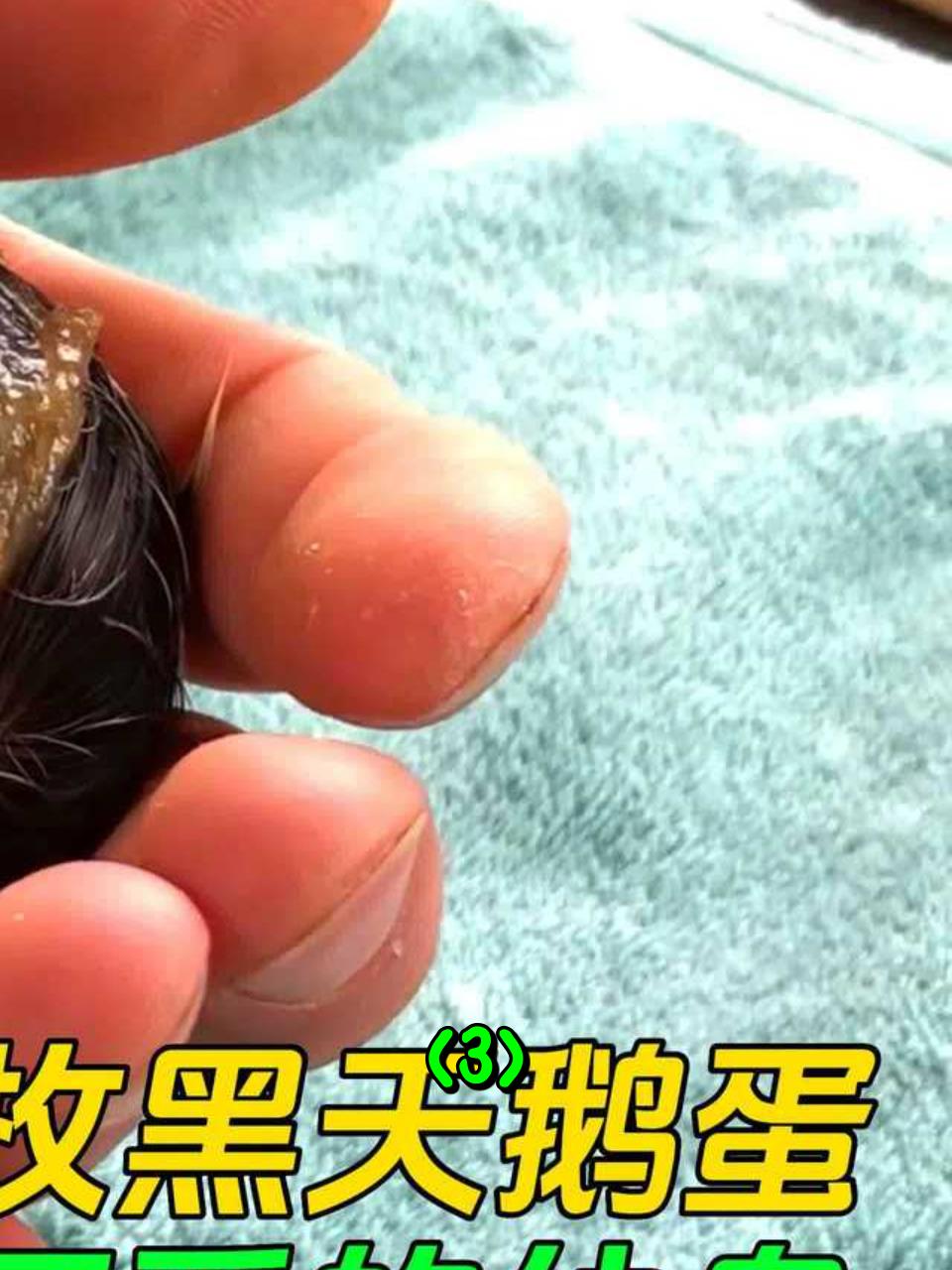 大叔偷走三枚黑天鹅蛋,几天后孵化出可爱的小鸟