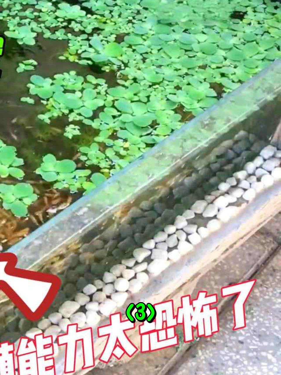 本想养孔雀鱼,没想到几个月内繁殖出百万条,轻松实现养鱼自由3