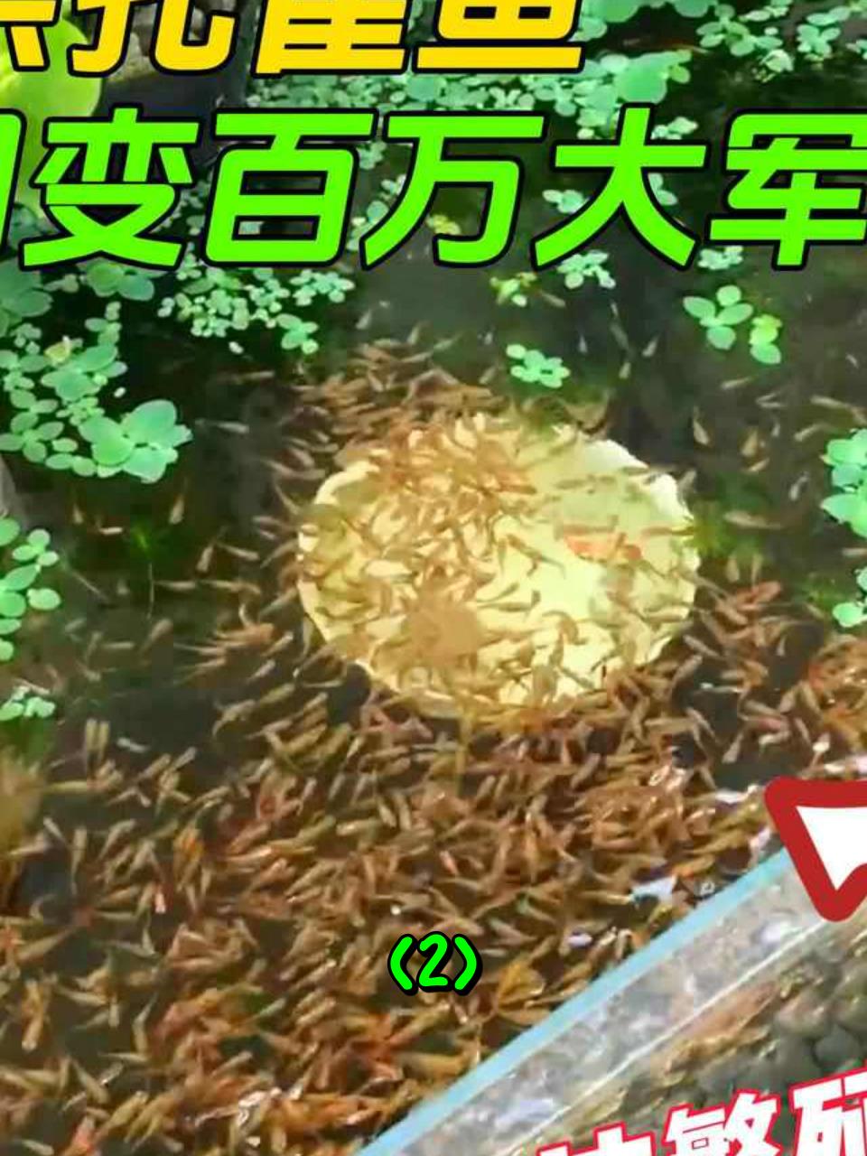 本想养孔雀鱼,没想到几个月内繁殖出百万条,轻松实现养鱼自由2