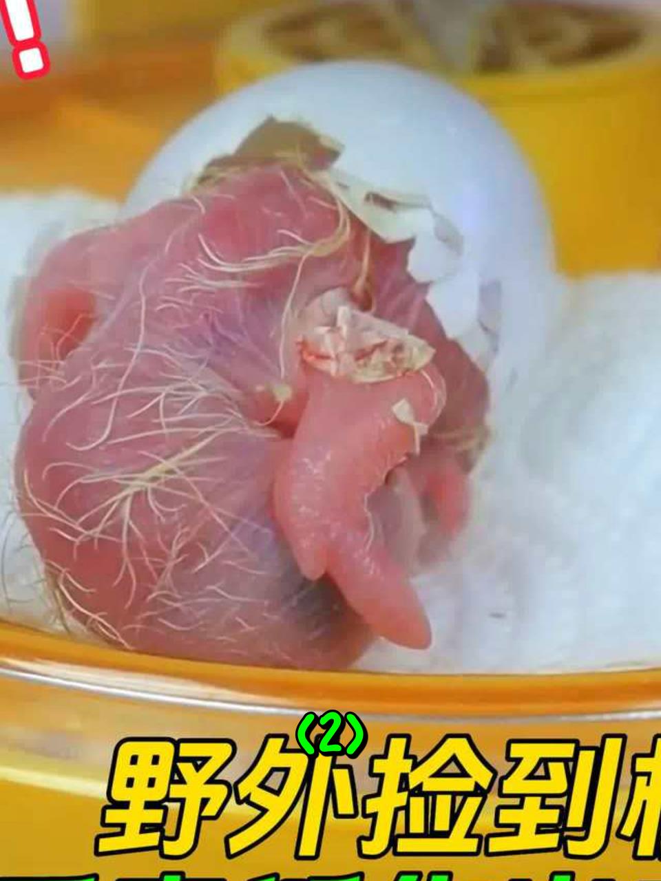 在野外捡到一枚白蛋,几天后竟孵化出奇特的幼鸟