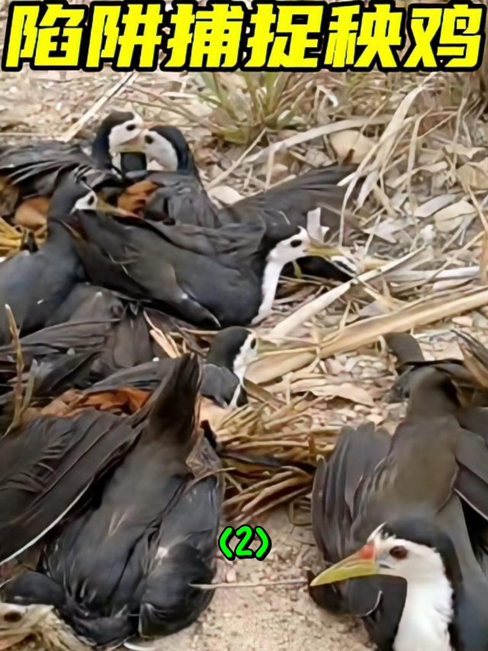 一位外国小哥用简易陷阱成功捕获了许多白面水鸡2
