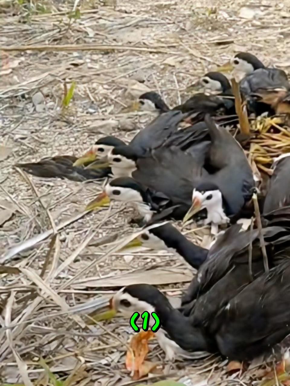 一位外国小哥用简易陷阱成功捕获了许多白面水鸡1