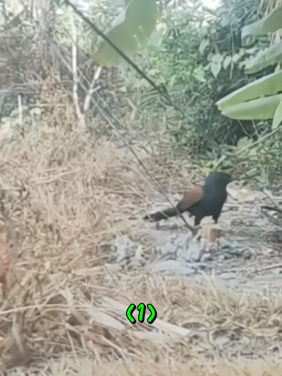 一位外国小伙子用红毛细捕捉野生红毛鸡1