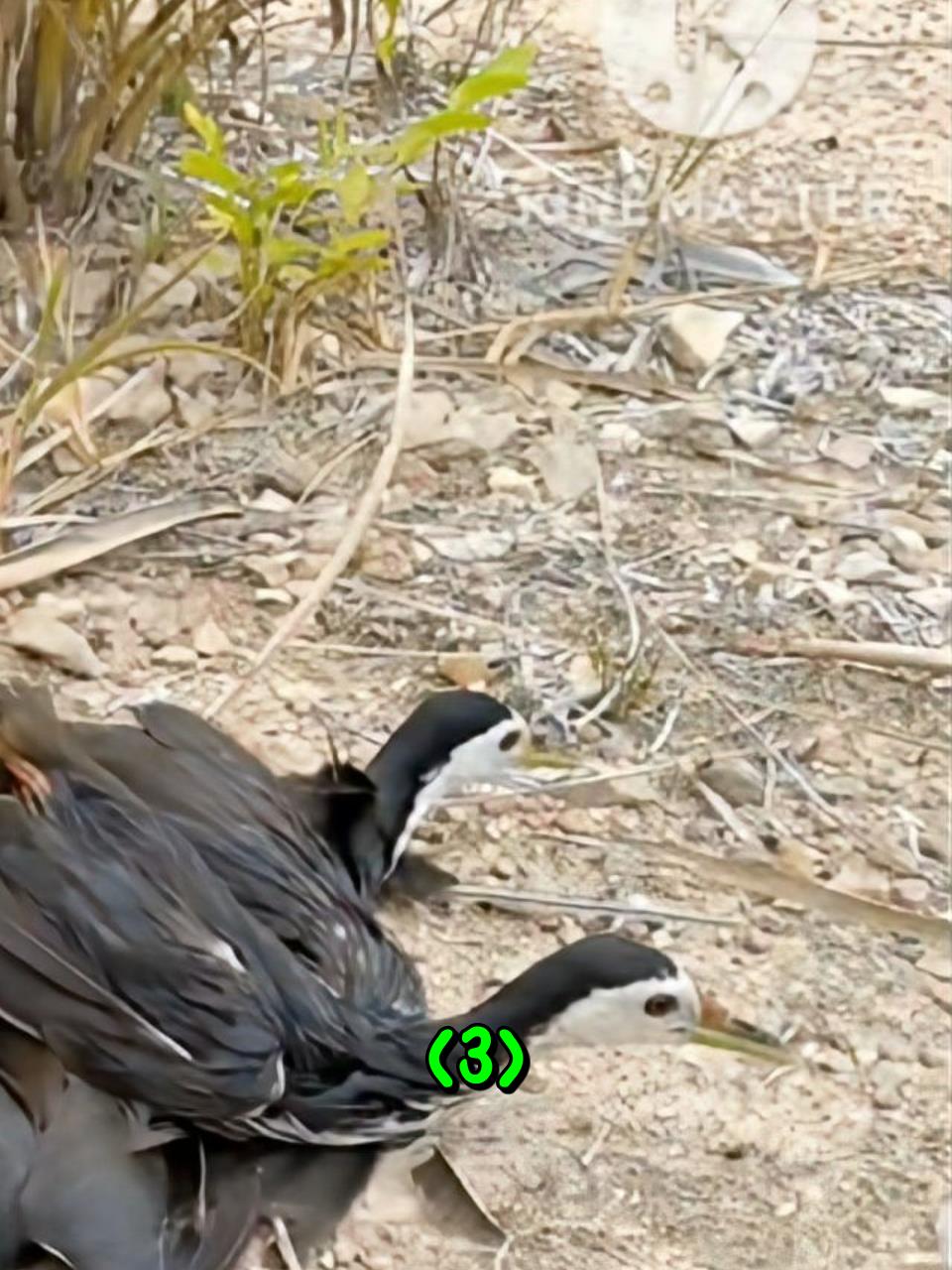 一位外国小哥用简易陷阱成功捕获了许多白面水鸡3