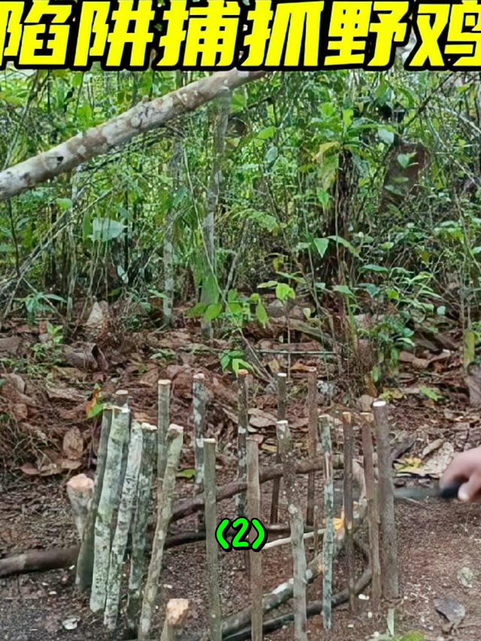 泰国大叔利用树枝布置圈套,就收获了好几只大野鸡2