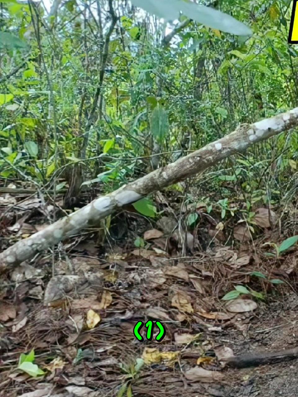 泰国大叔利用树枝布置圈套,就收获了好几只大野鸡1