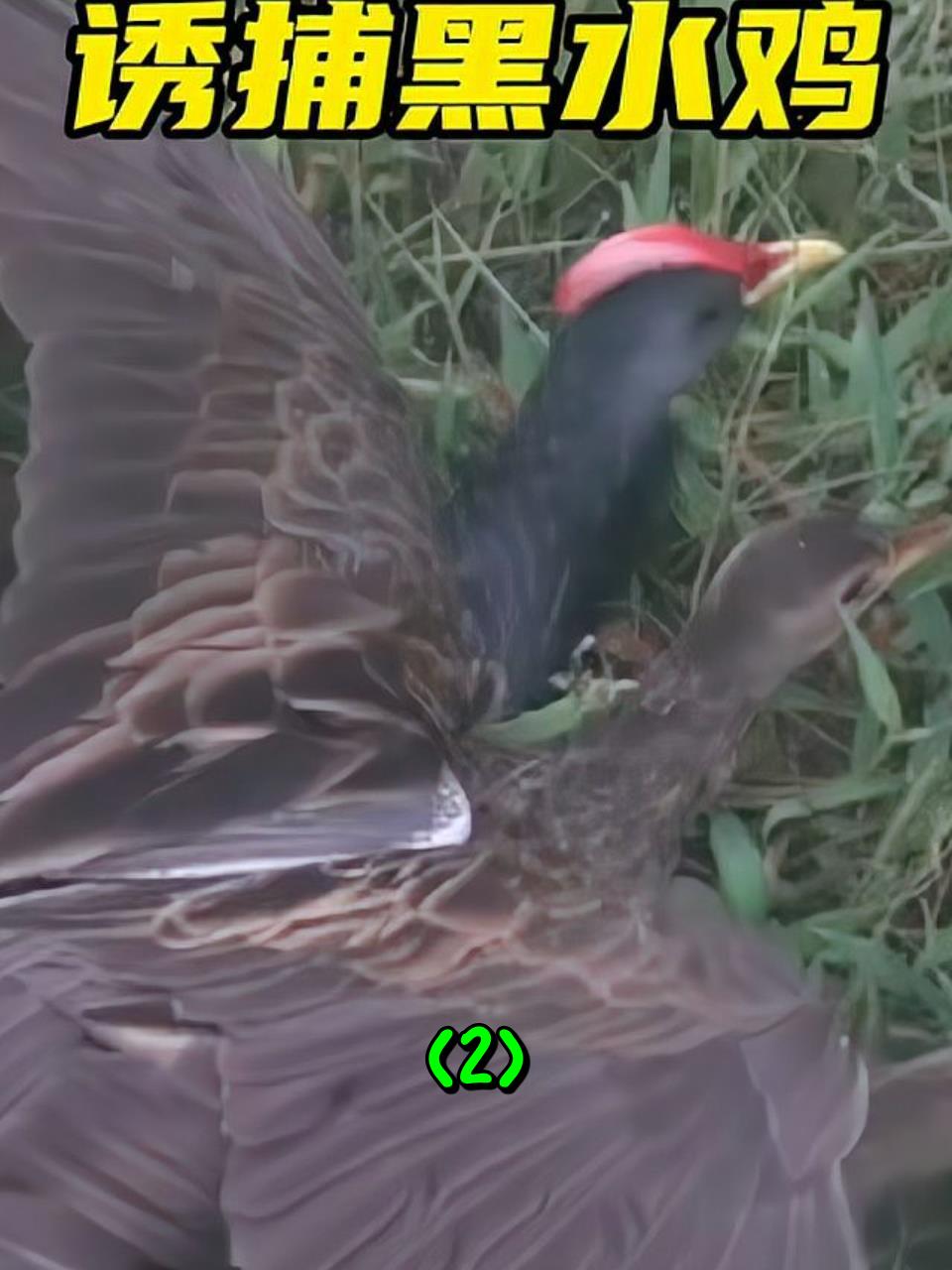 越南小伙在田埂边,利用声音捕捉黑水鸡2