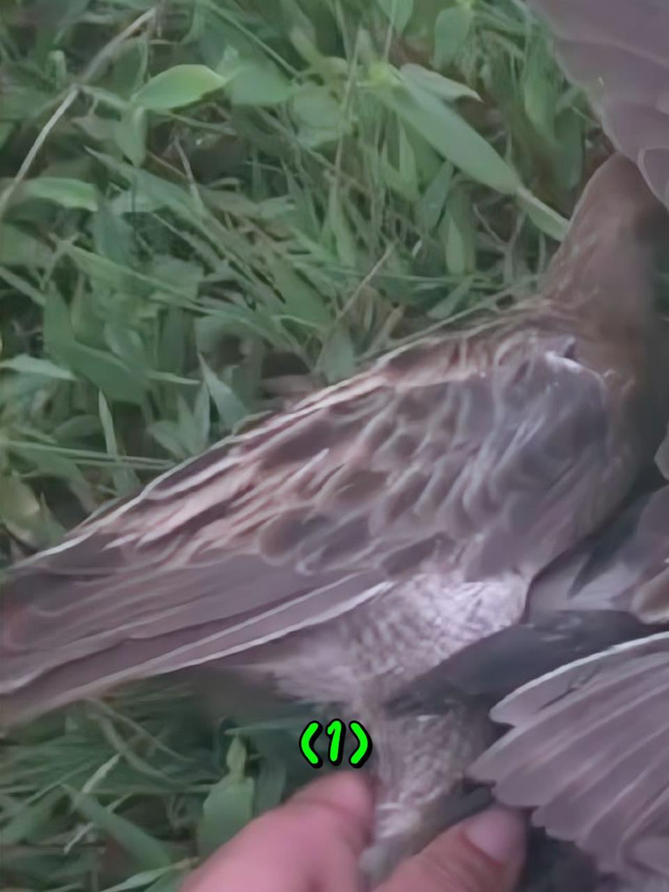 越南小伙在田埂边,利用声音捕捉黑水鸡1