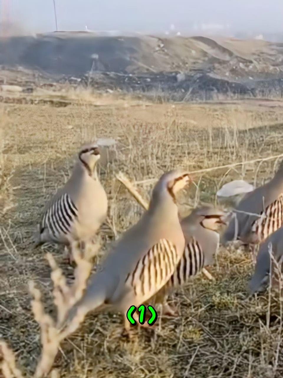 国外男子用一只训练有素的鹧鸪,来诱捕野生石鸡1
