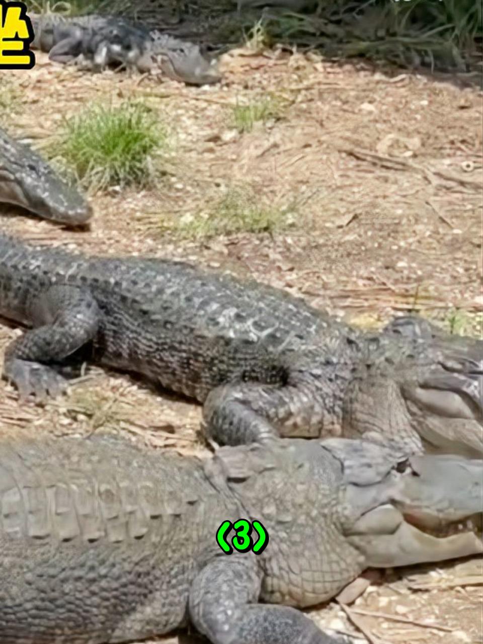 国外男子胆子实在是太大了,竟然把鳄鱼当做凳子坐3