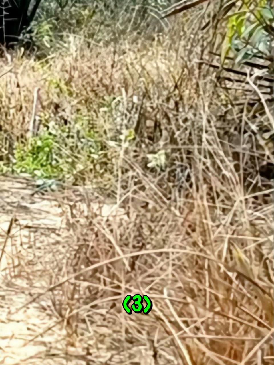 越南老表制作圈套,来捕捉山上的野山鸡3