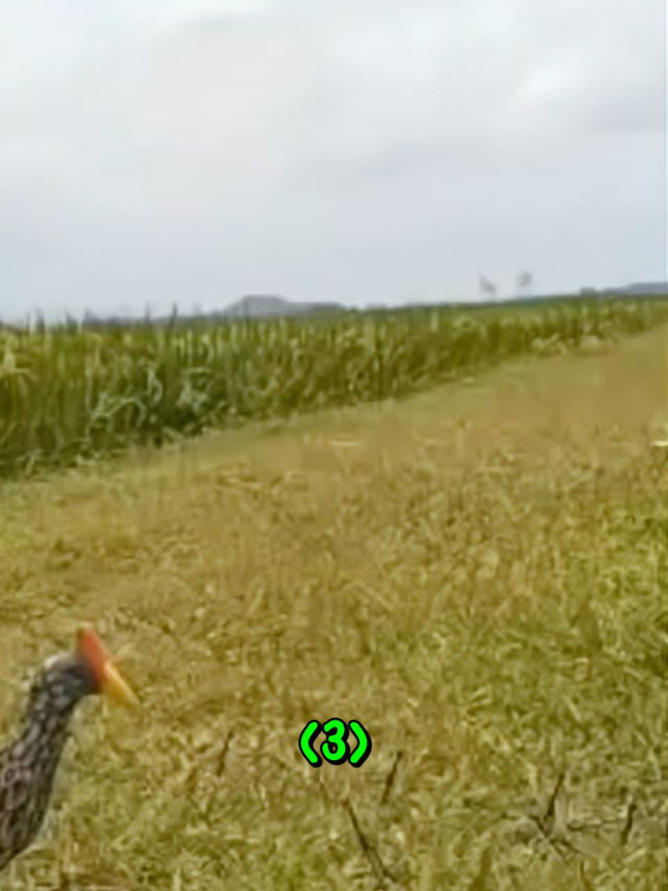 越南小伙在田埂边,利用声音引诱黑水鸡3