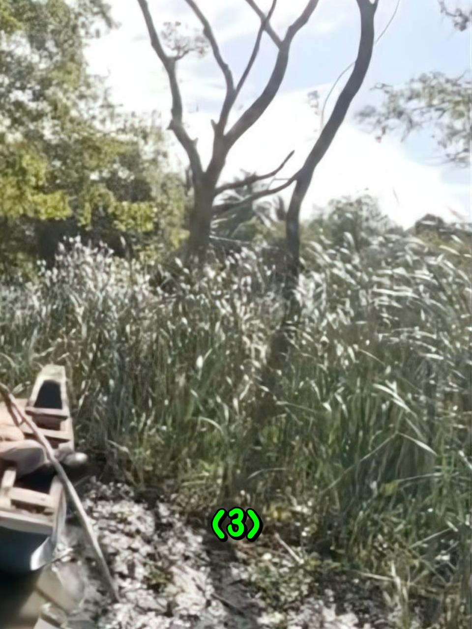 一条重达60多斤的恒河大鲤鱼,三哥差一点都扛不动了3
