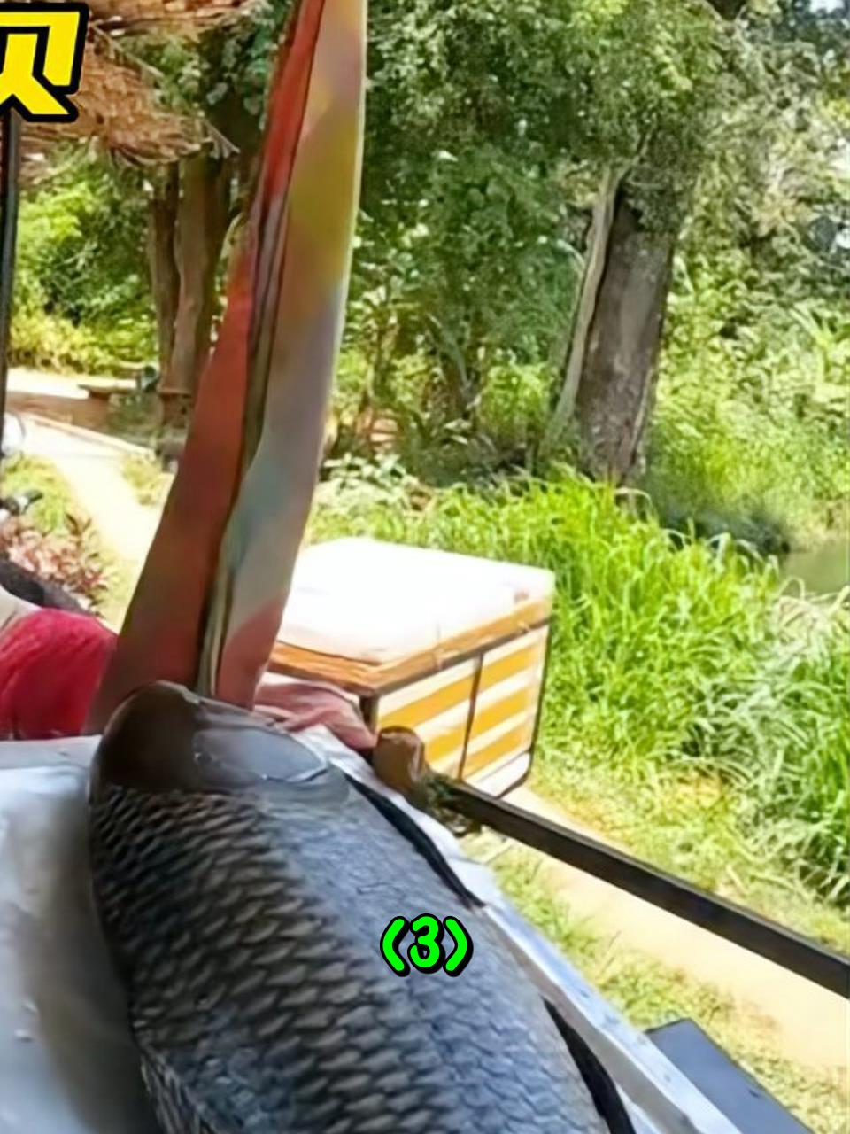 处理一条60斤的恒河大鲫鱼,里面能开出什么样的大宝贝呢3