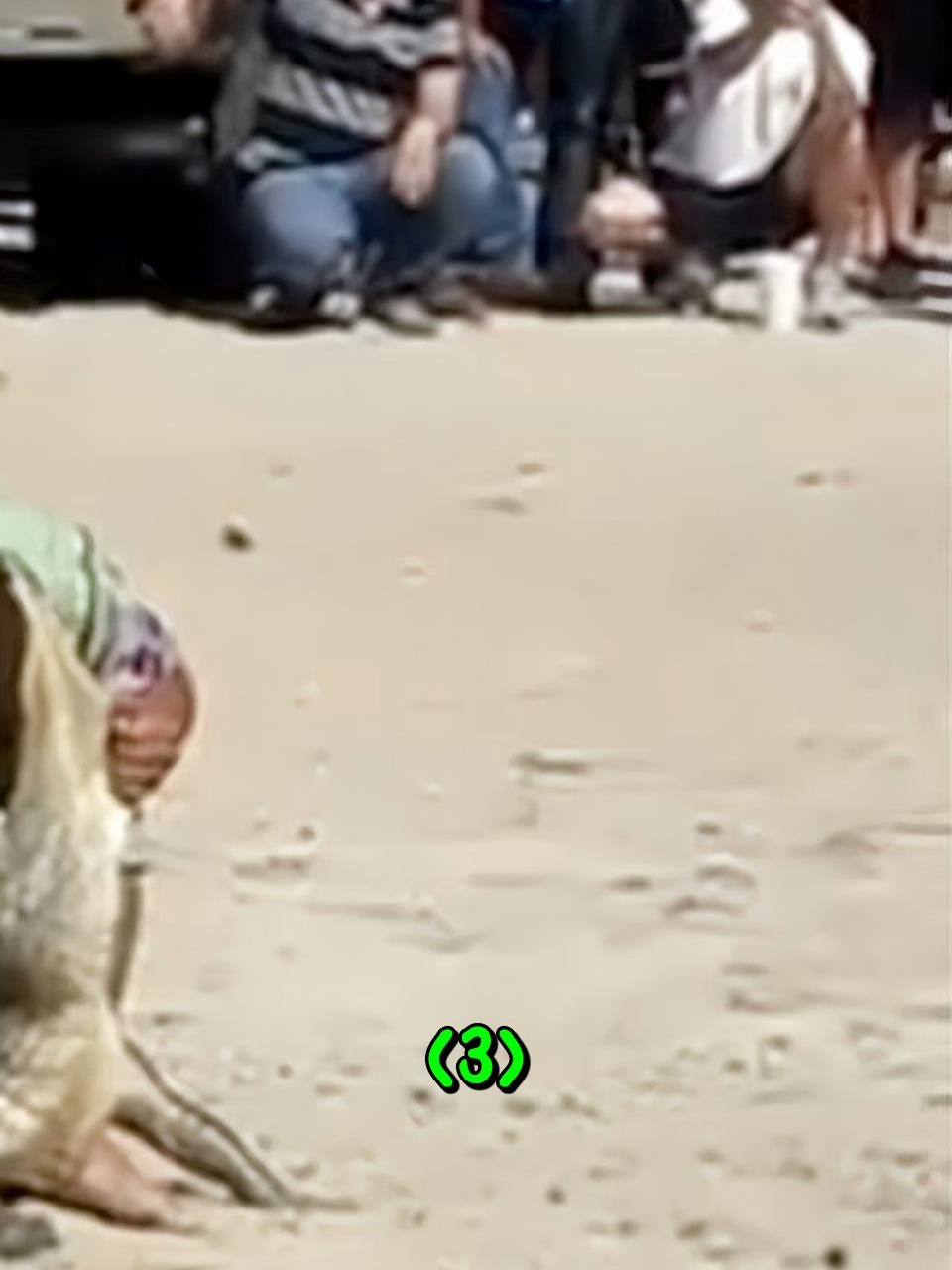 大型鳄鱼表演秀,差点把自己给带走了3